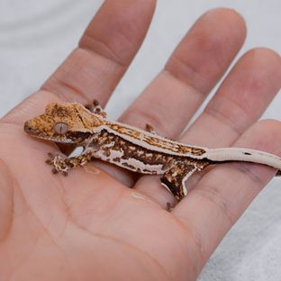 Normal Pinstripe White Spot Tri