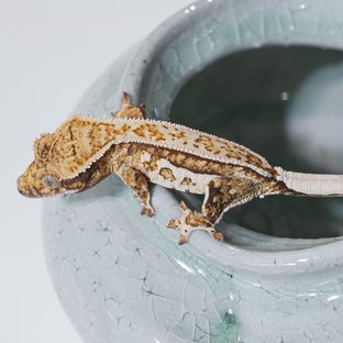 노멀 핀스트라이프