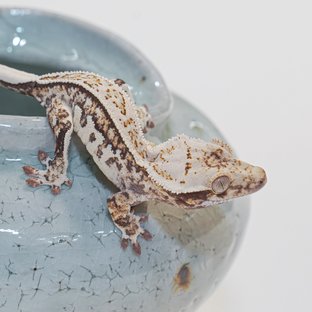 노멀 핀스트라이프