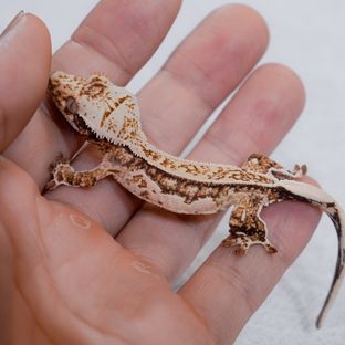 Normal White Spot Drippy Pinstripe Tri