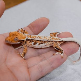 Normal Tri White Spot Pinstripe