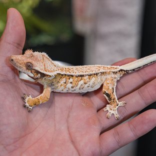 Normal Pinstripe