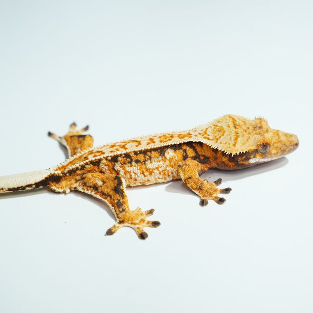 Tri Tangerine Normal Drippy