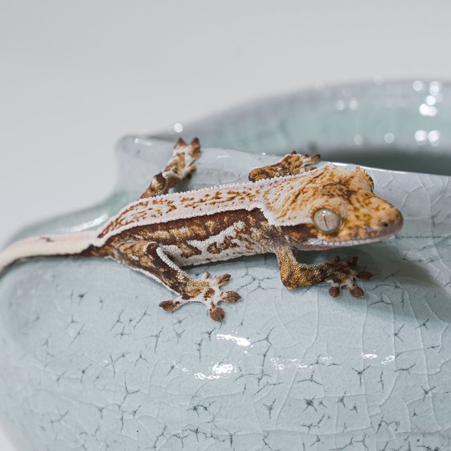 노멀 핀스트라이프