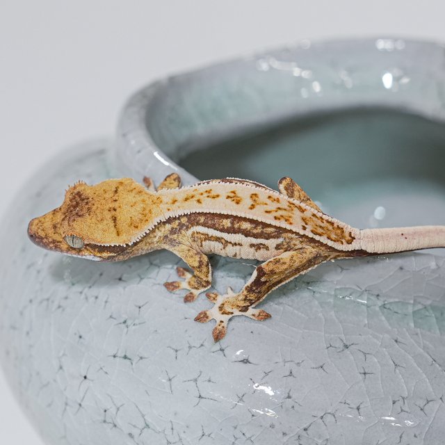 노멀 핀스트라이프