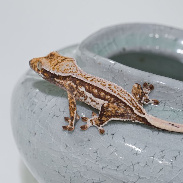 노멀 핀스트라이프