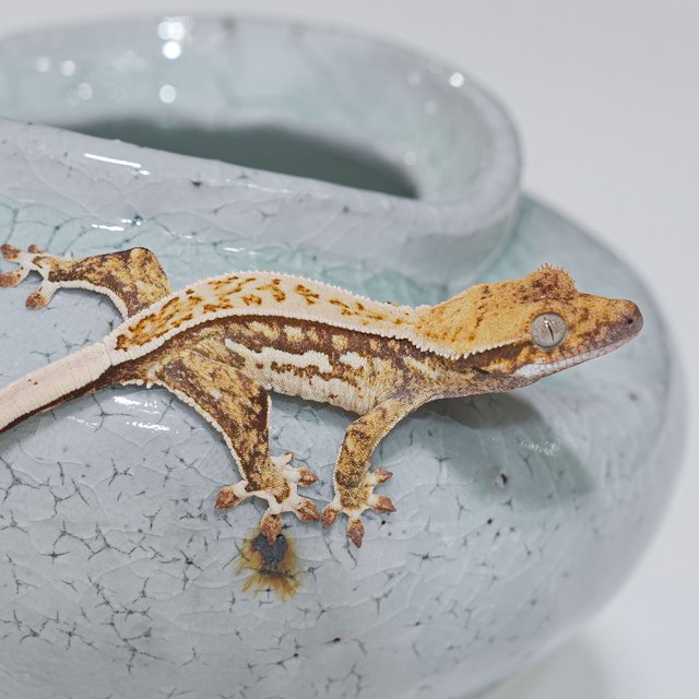 노멀 핀스트라이프