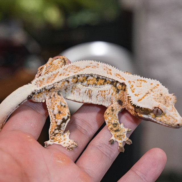 Normal Pinstripe