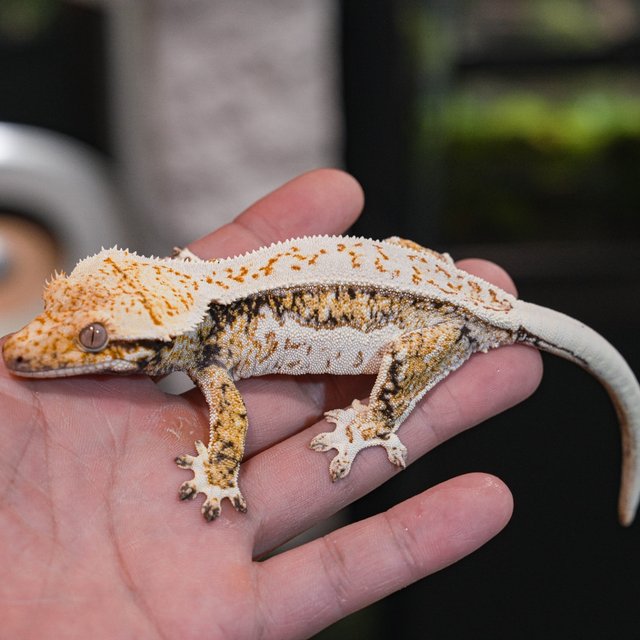 Normal Pinstripe