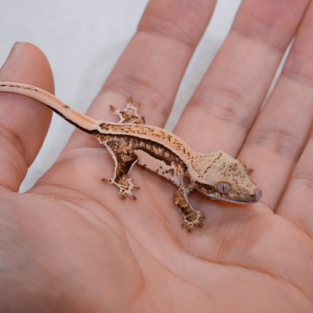 노멀 트라이 핀스트라이프 화이트스팟