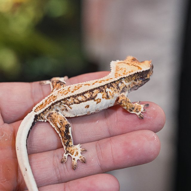Normal Pinstripe
