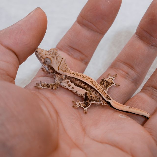 노멀 트라이 핀스트라이프 화이트스팟