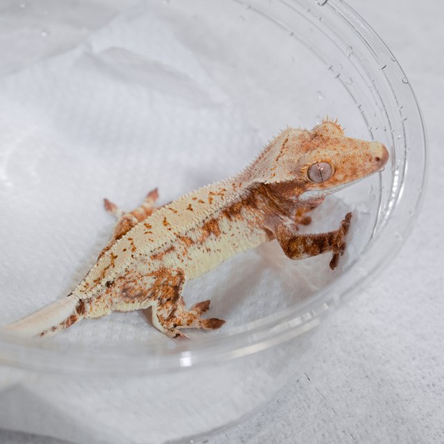 Normal Red Tri White Porthole White Spot