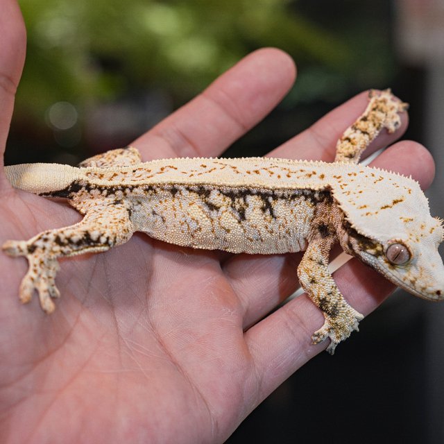 Normal Pinstripe