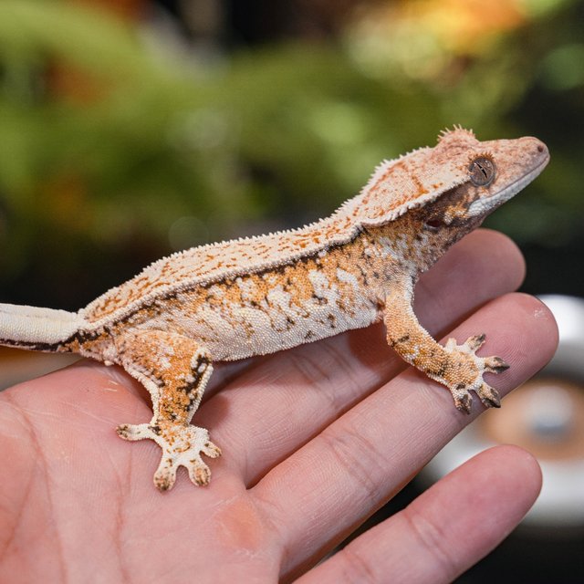 Normal Pinstripe