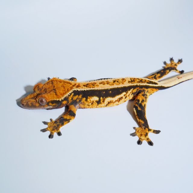 Pinstripe Normal Quad