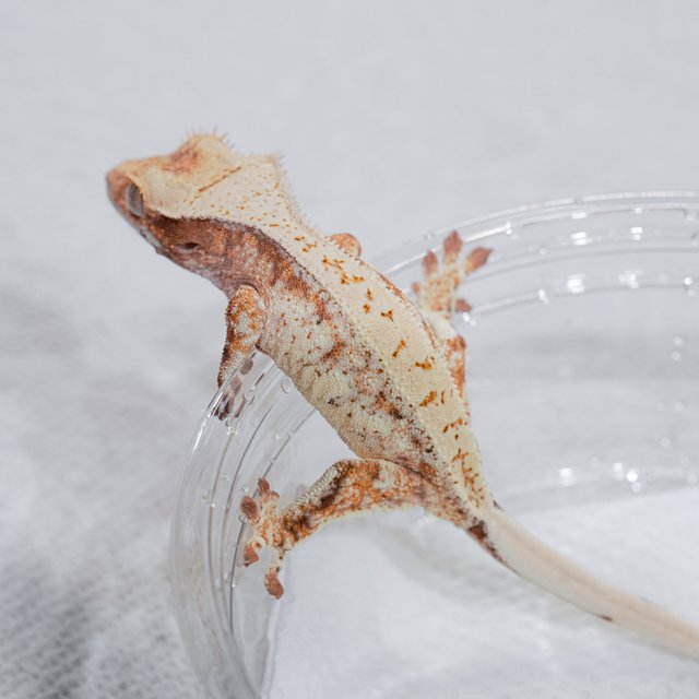 Normal Red Tri White Porthole White Spot