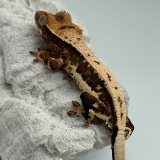 릴리100%헷아잔틱