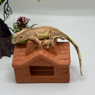 크림시클