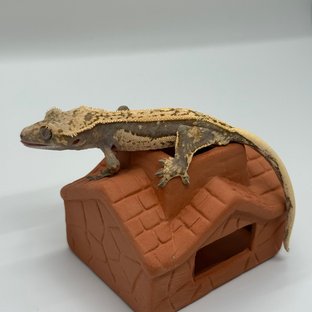 쿼드