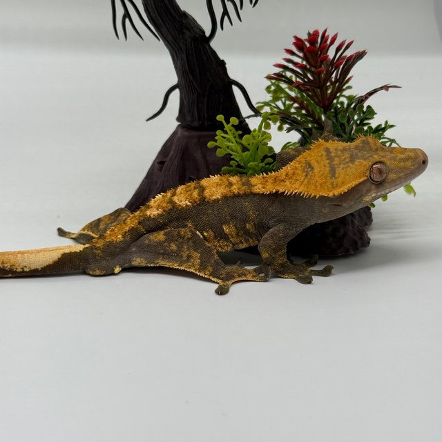 노멀 다크 플레임