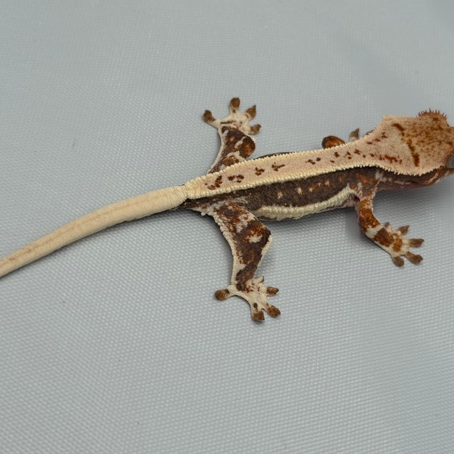 릴리100%헷아잔틱