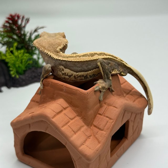 슈퍼스트라이프