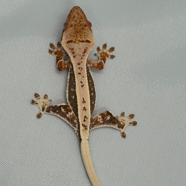 릴리100%헷아잔틱