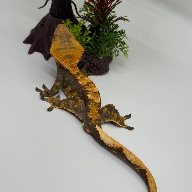 노멀 다크 플레임