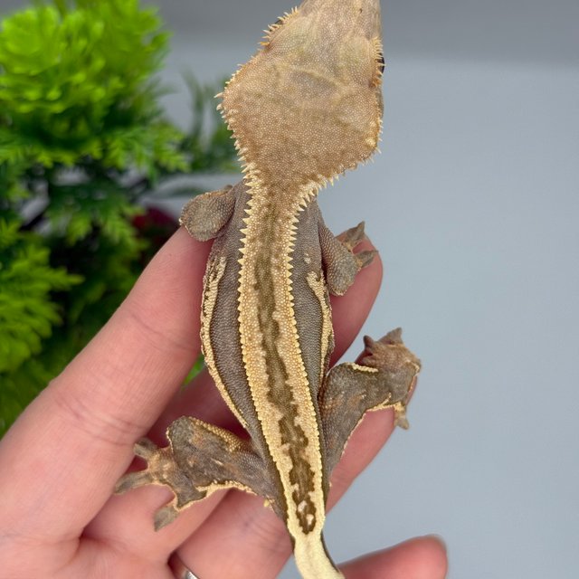 슈퍼스트라이프