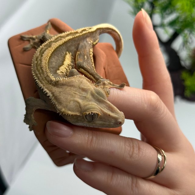 슈퍼스트라이프