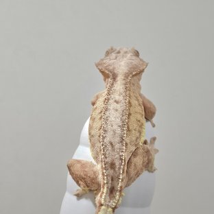 스트로베리 팬텀 릴리화이트