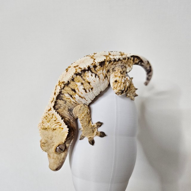 트라이 익스트림할리퀸