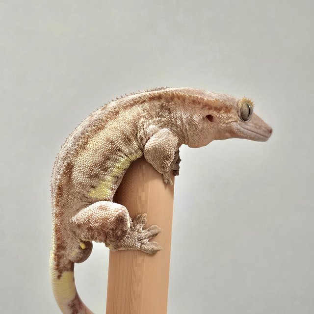 스트로베리 팬텀 릴리화이트