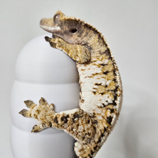 트라이 익스트림할리퀸