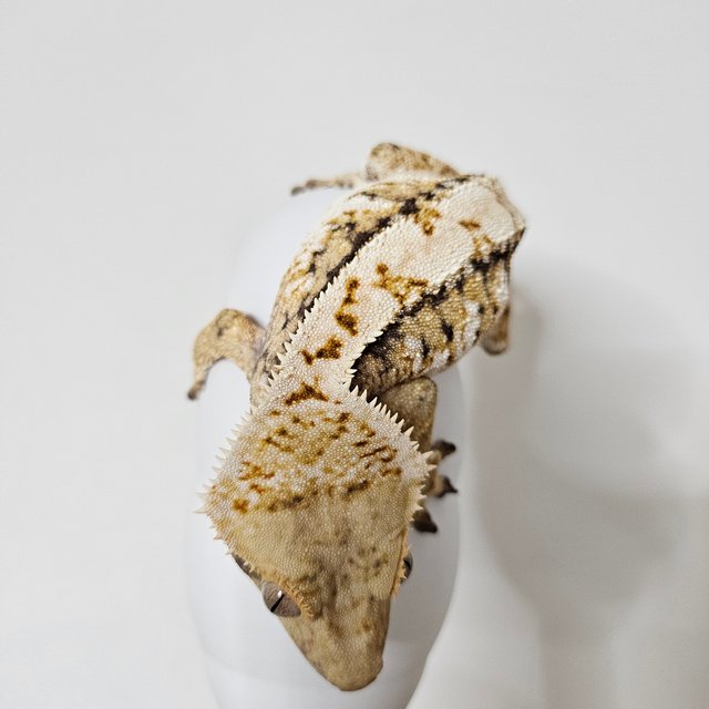 트라이 익스트림할리퀸