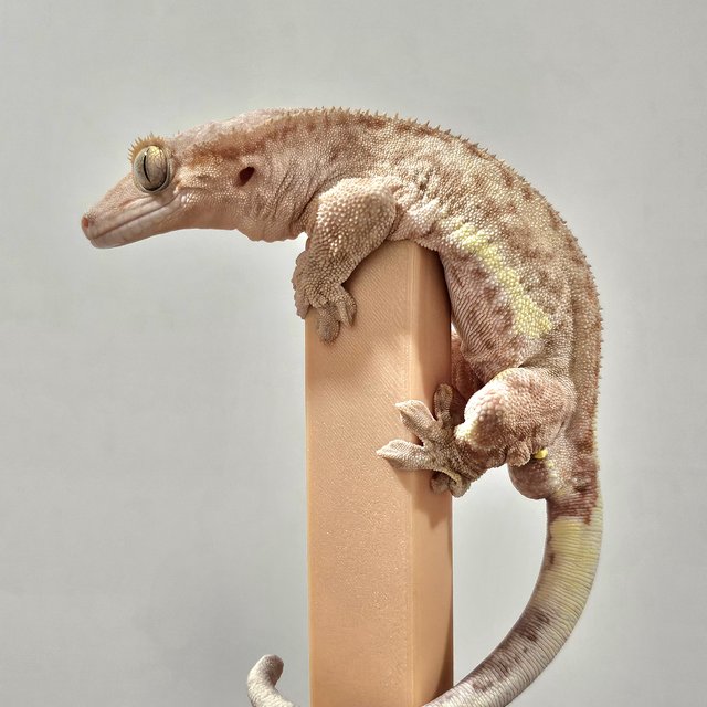 스트로베리 팬텀 릴리화이트