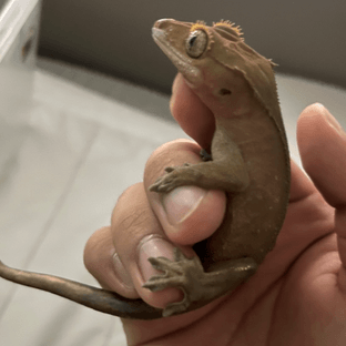 다크 팬텀