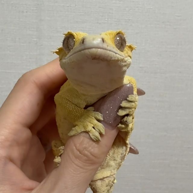 노멀 브린들 옐로우