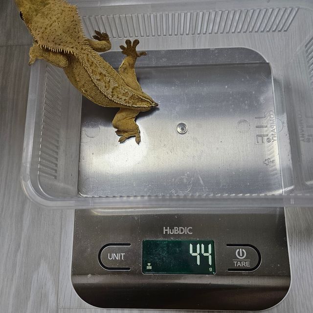 노멀 브린들 옐로우