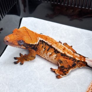 노멀 텐저린 트라이