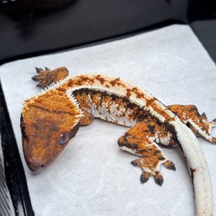 노멀 텐저린 트라이