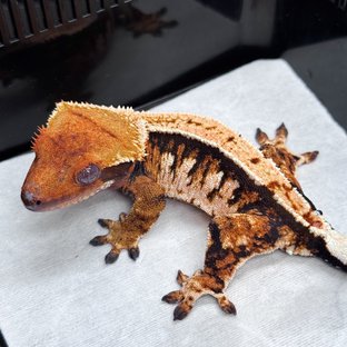 노멀 텐저린 트라이