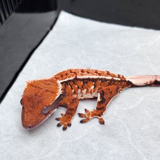 노멀 텐저린 트라이 익스트림할리퀸