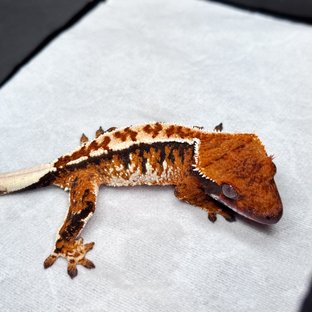 노멀 텐저린 트라이 익스트림할리퀸