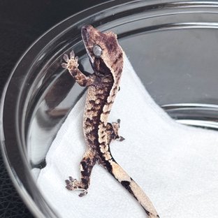 콜트 클로이