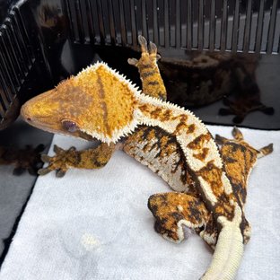 노멀 텐저린 트라이