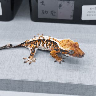 바브 텐저린 트라이