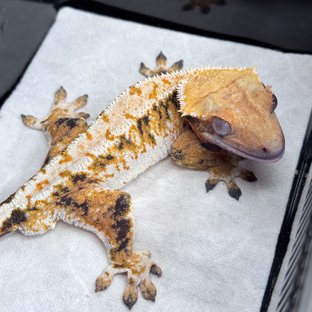 노멀 텐저린 트라이