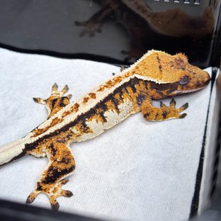 노멀 핀스트라이프 텐저린 트라이 익스트림할리퀸